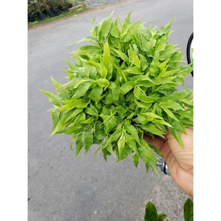 Cây trúc chỉ (trúc nhật, trúc lụa)