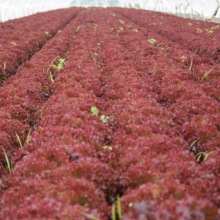 0.2 gram hạt giống rau xà lách xoăn tím