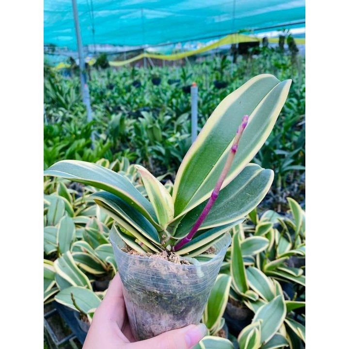 LAN HỒ ĐIỆP LÁ BIÊN MẶT HOA XỔ