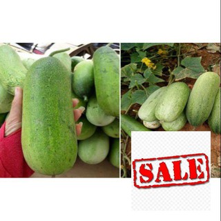 30 hạt giống dưa chuột mèo sale