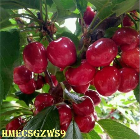Hạt giống cherry siêu ngọt 10h