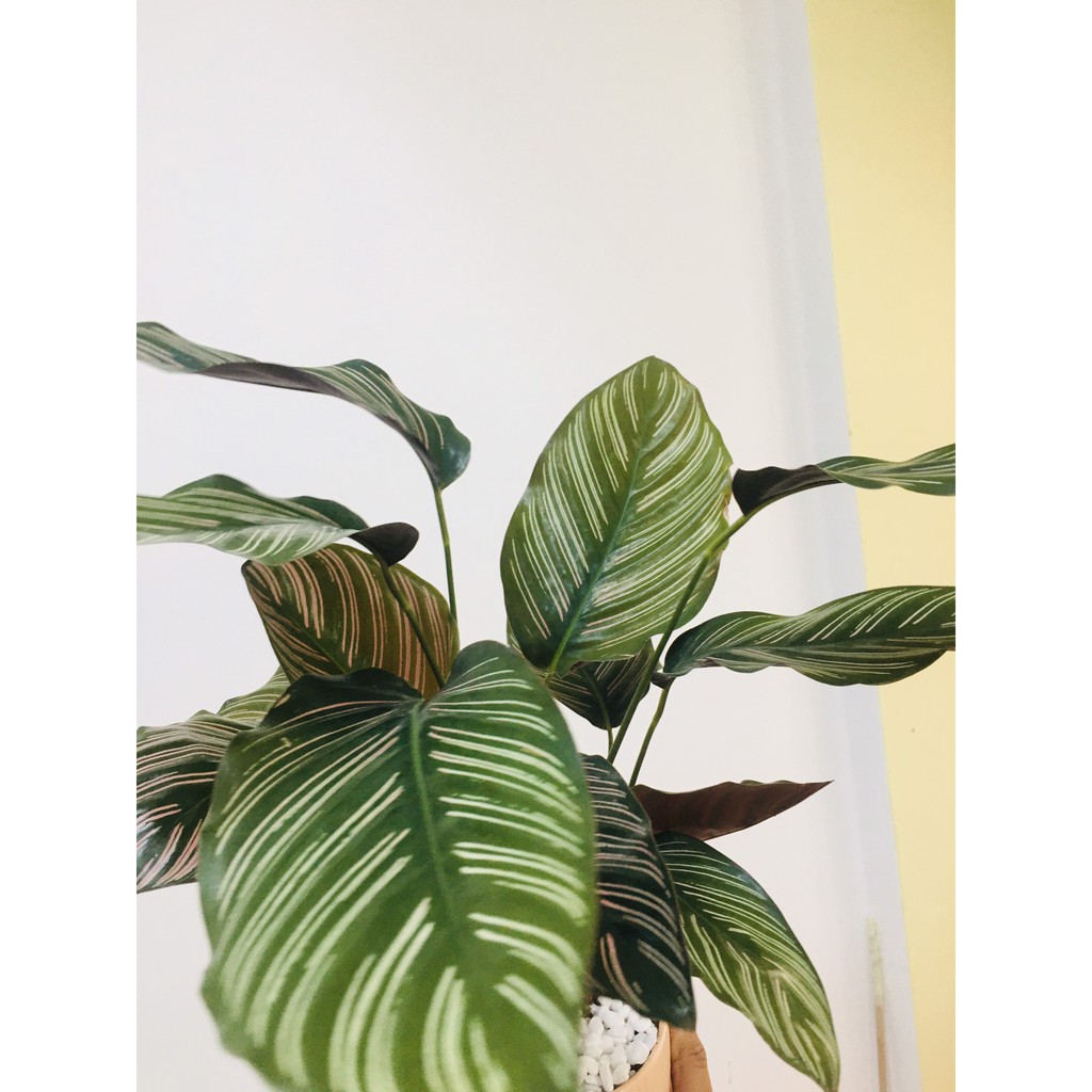 Cây Đuôi Công Thái Calathea ornata để bàn kèm chậu gốm tráng men