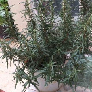 Chậu cây hương thảo lớn