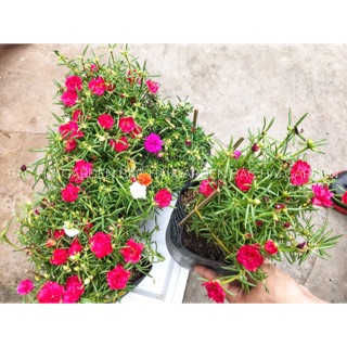 Hoa mười giờ thái nhiều màu