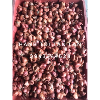 HÀNH KHÔ HẢI DƯƠNG - HÀNH BẮC