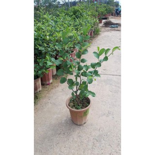 TÁO NGỌT TRỒNG CHẬU