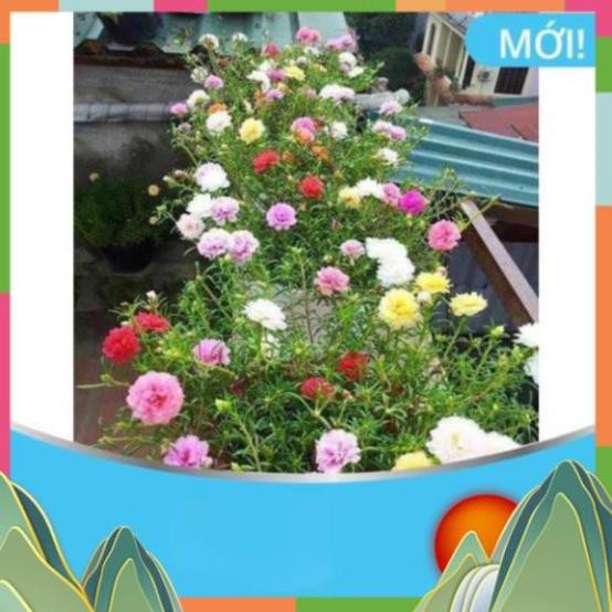 🌸HOA🌸Hoa Mười Giờ Kép Mix - cực đẹp, dễ trồng [ Tặng kèm 1 kích rễ siêu đậm đặc -pha 24l nước]