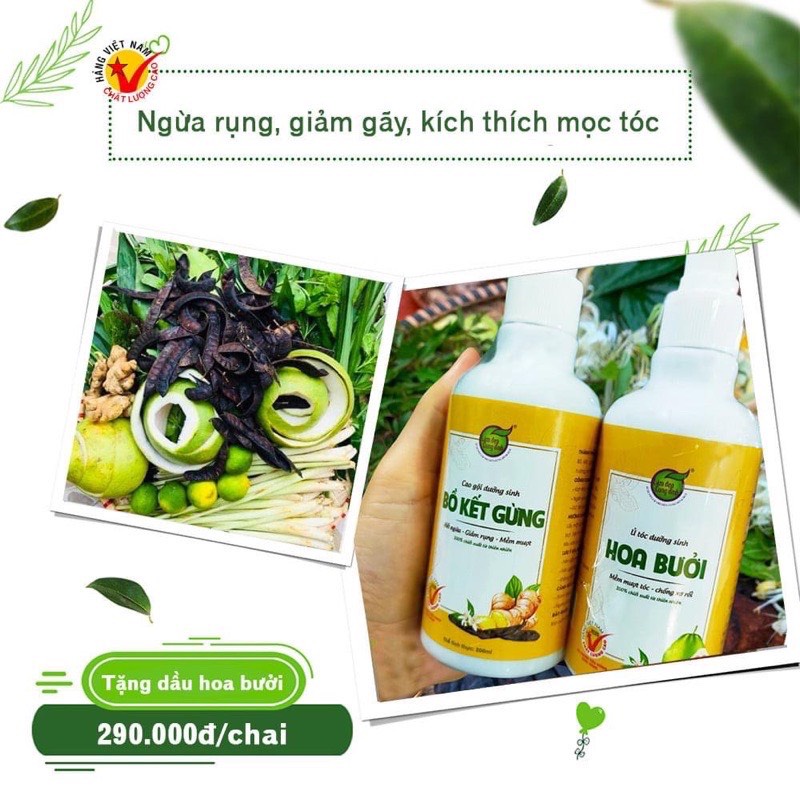 Combo gội dưỡng cao bồ kết gừng - chăm sóc tóc