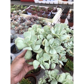 Sen đá bèo var 18cm