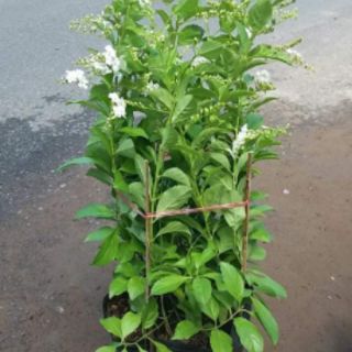 Chuỗi ngọc thái