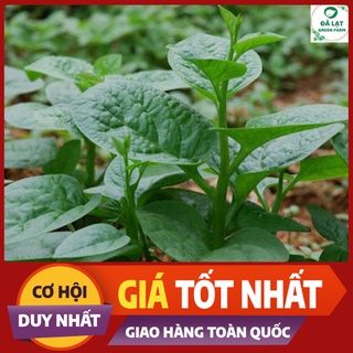 Hạt Giống RAU MỒNG TƠI_10GR (HẠT CHẤT LƯỢNG CHUẨN F1)