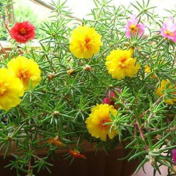 Hạt giống hoa 10h Mỹ kép nhiều màu - 1 gói 200 hạt