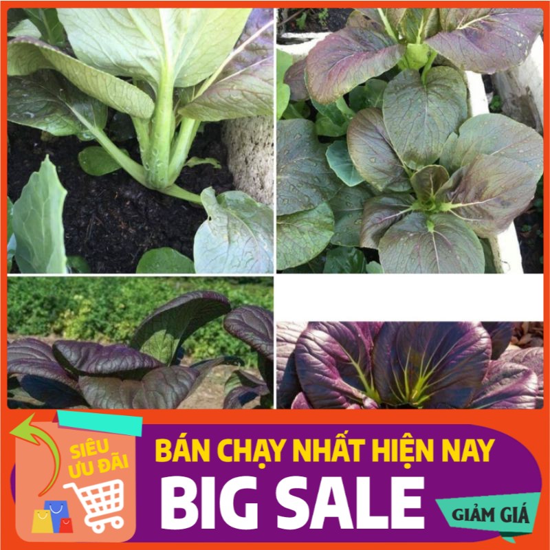 [ Hạt Giống Xanh ] Hạt giống cải pokoy tím (cải thìa tím)