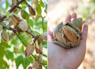 [FREESHIP 99K TOÀN QUỐC] HẠT HẠNH NHÂN NGUYÊN CHẤT