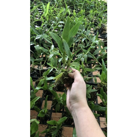 Denro nắng bà liễu giống