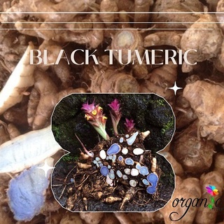 TINH DẦU NGHỆ ĐEN HỮU CƠ (ORGANIC BLACK TURMERIC ESSENTIAL OIL)