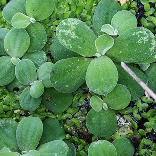 10 cây bèo tai tượng- bèo cái- bèo thủy sinh