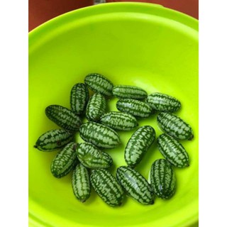 Hạt Giống Dưa Hấu mini Mexico ( Dưa Hấu Tí Hon) [shop uy tín]