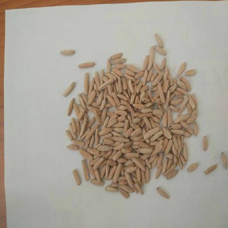 Hạt giống sứ kim tử tháp