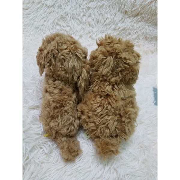 Gấu bông con chó Poodle giống như thật 35cm