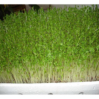 HẠT GIỐNG MẦM RAU MUỐNG - Rau củ quả trồng tại vườn, sân thượng, nông trang, ban công