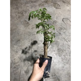 Cây giống Đinh lăng nếp lá nhuyễn