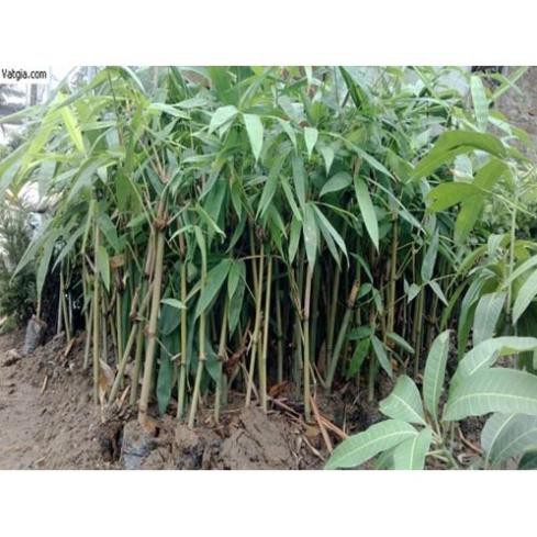 Cây giống măng tre bát độ