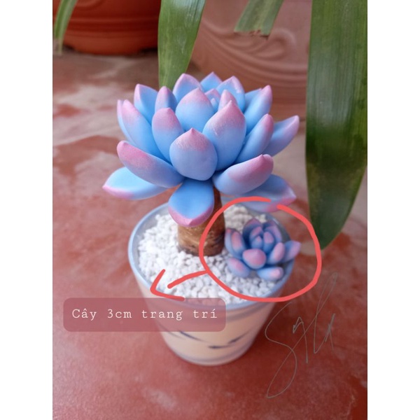 Sen đá đất sét thụ hồng