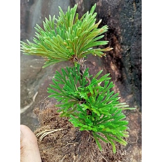 cây trường sinh thảo