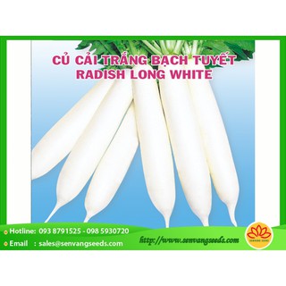 Hạt giống củ cải trắng bạch tuyết - 20gr