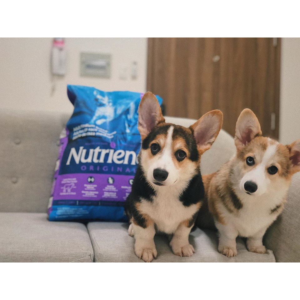 Thức Ăn Cho Chó Pitbull, Nutrience Infusion Bao 5kg - Thức Ăn Cho Chó, Vị Thịt Cừu, Rau Củ, Trái Cây