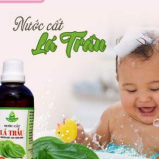 Nước cất lá trầu trị đau bao tử