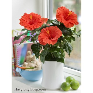 Hạt Giống Hoa Dâm Bụt Lùn