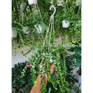 Chậu Cây lan tim (chậu treo)