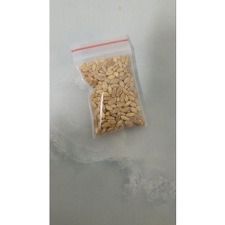Hạt giống cỏ mèo, cỏ lúa mì 500g