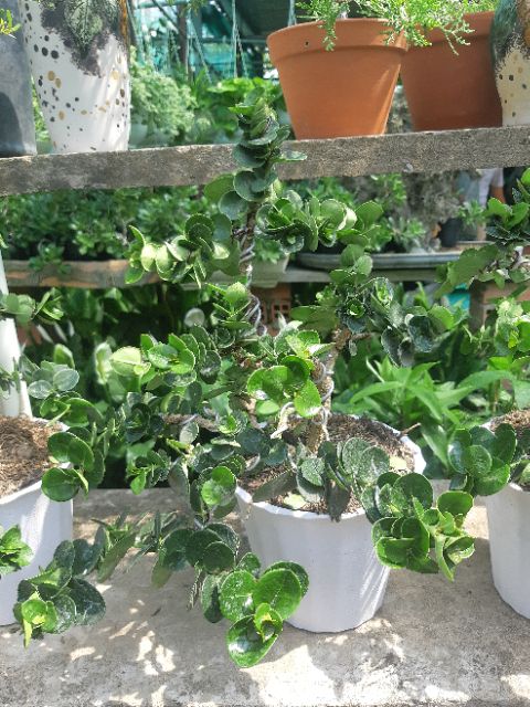 Cây siro Đài Loan bonsai TẶNG CHẬU