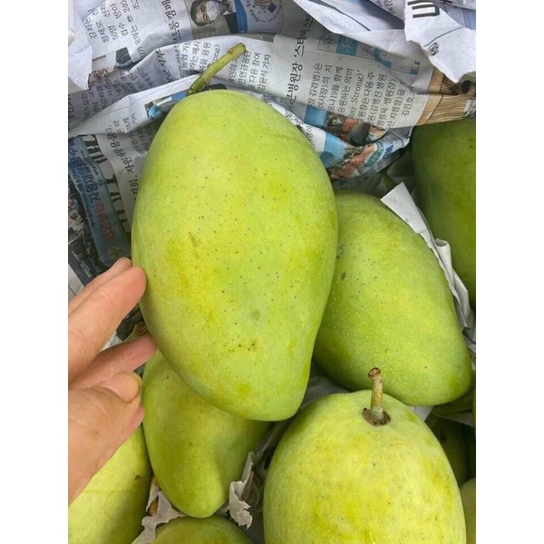 Xoài Cát Hoà Lộc Vip Trái 500g Bao Ngọt Thơm - Giao Tận Nơi