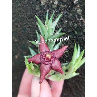Xương rồng Sao biển 15