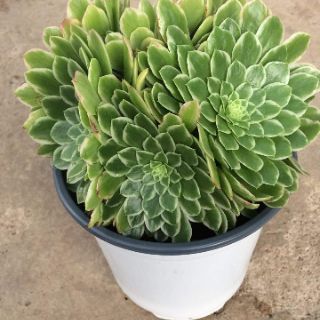Sen đá  Aeonium