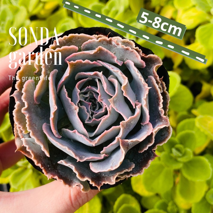 Sen đá bắp cải light purple SONDA GARDEN size bé 5-8cm, xuất xứ Đà Lạt, khoẻ đẹp, lỗi 1 đổi 1