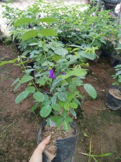 Cây hoa đậu biếc