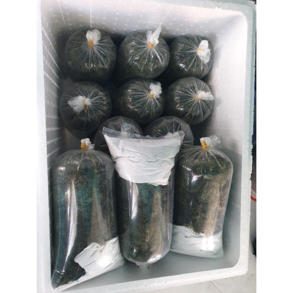 RONG NHO TƯƠI SÀI GÒN túi 500GR-ship hỏa tốc