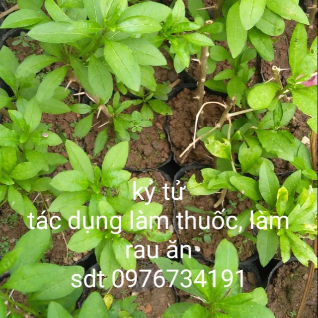 Cây dược liệu kỷ tử 3 cây/ 90k