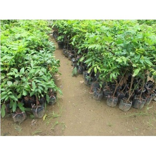 Cây Giống Nhãn Không Hạt Thái Lan (12 tháng cho trái)
