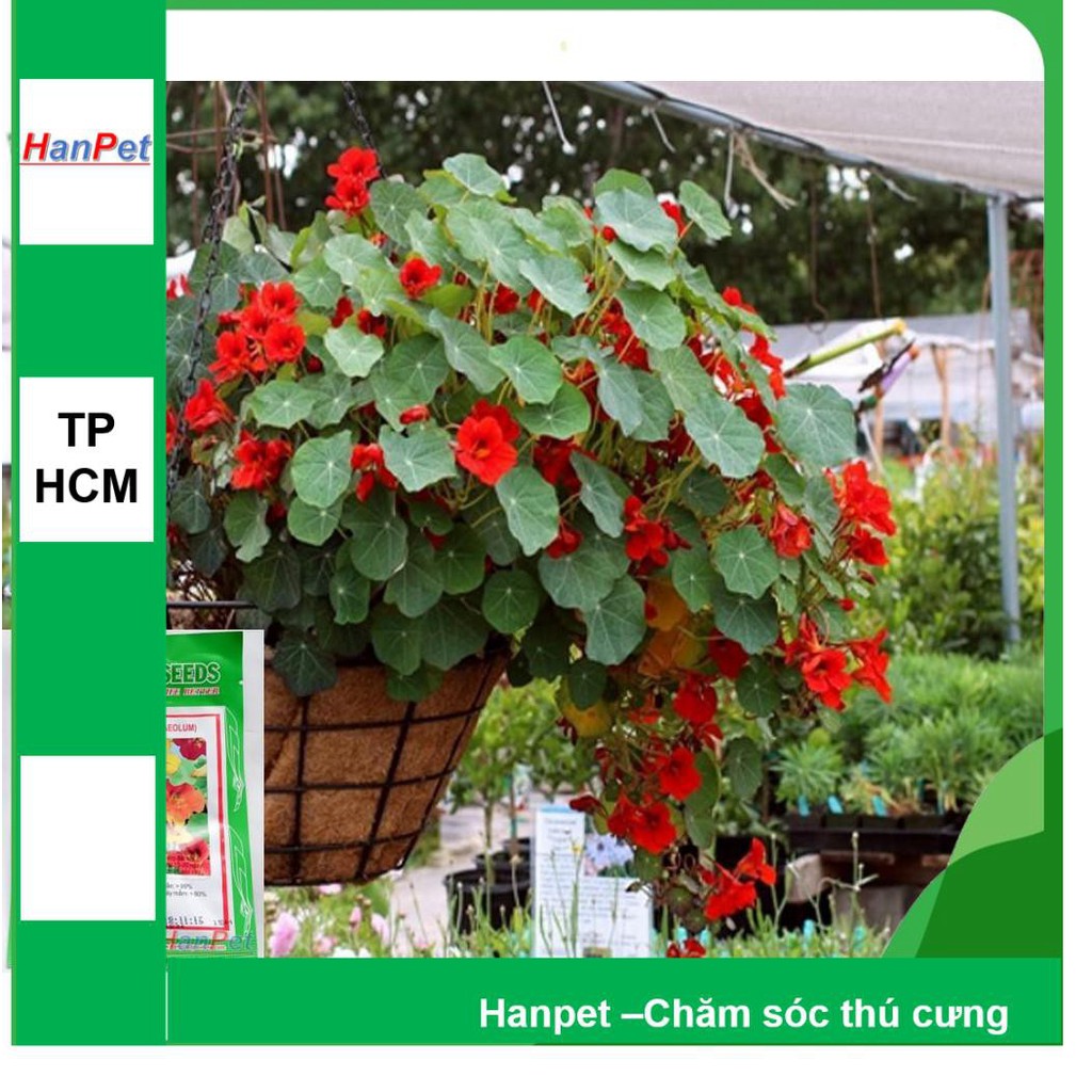 HN-(HOA TRONG NHÀ) Hạt giống Hoa sen cạn (loại trồng trên cạn nhiều màu) Combo 15 hạt đủ màu -phù hợp khí hậu