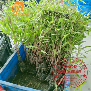 Tràm úc cây giống combo 50 cây