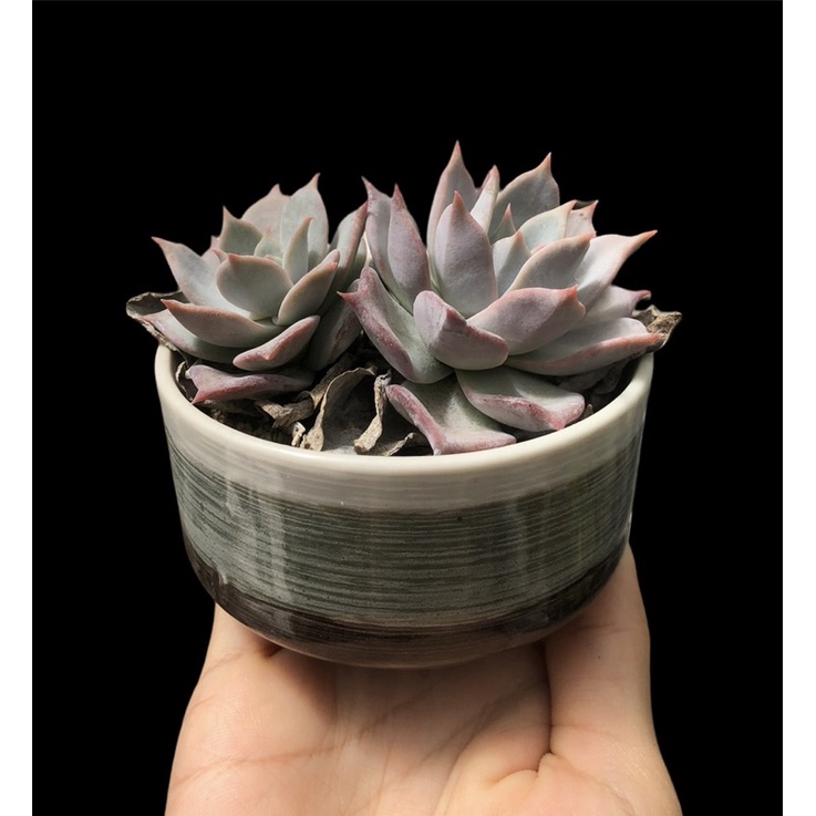 SEN ĐÁ HỒNG ĐIỆU THUẦN BB GARDEN