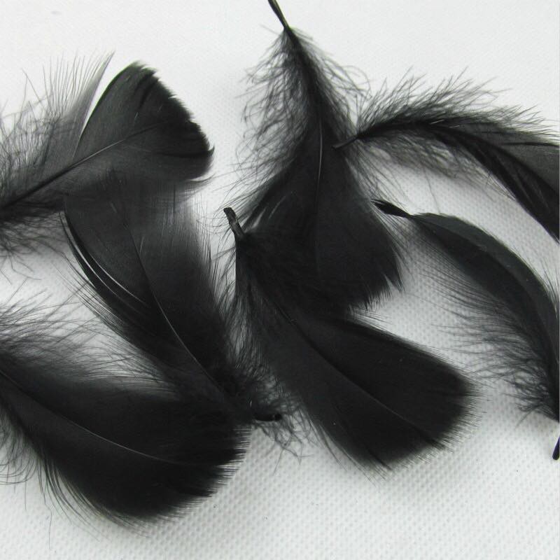 Lông Vũ chụp Mẫu