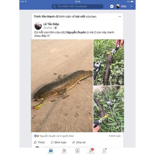 Tôm mềm câu cá siêu nhạy