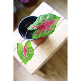 Chậu cây Caladium Biocolor - Môn 2 màu (Môn Biocolor)